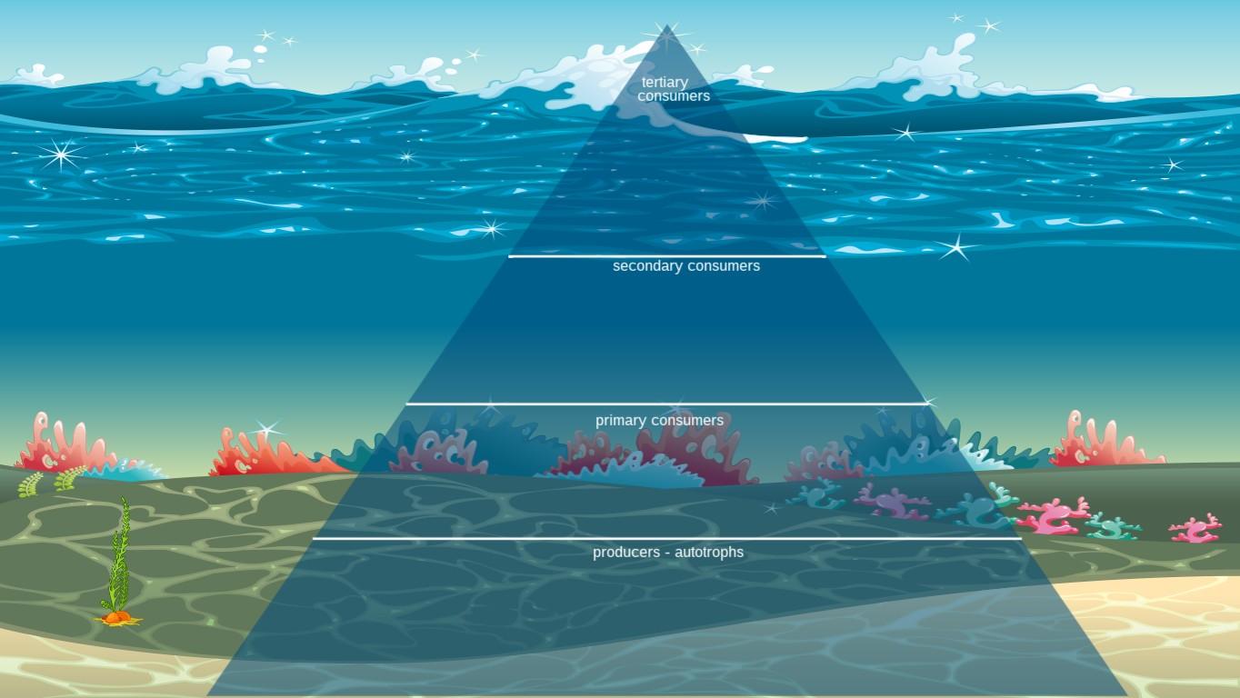 Ocean Ecological Pyramid