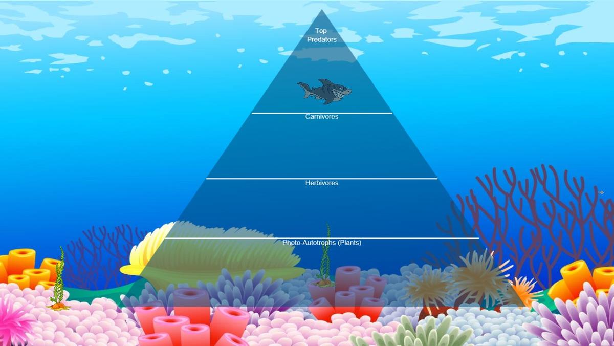 Ocean Ecological Pyramid