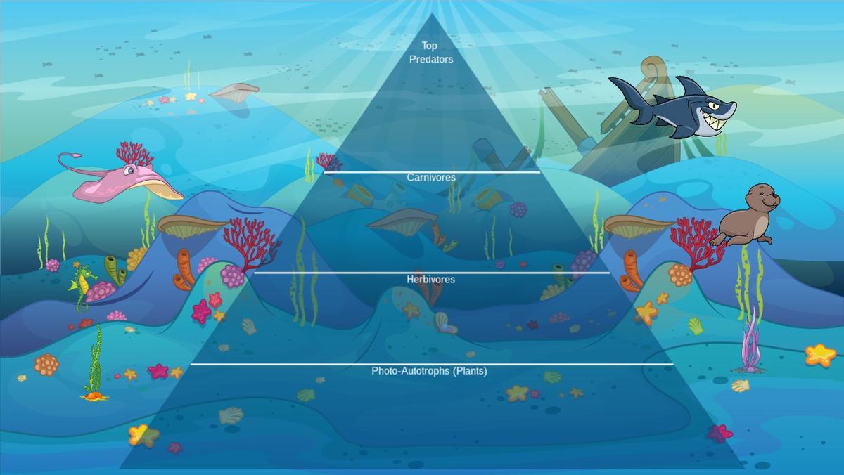 Ocean Ecological Pyramid