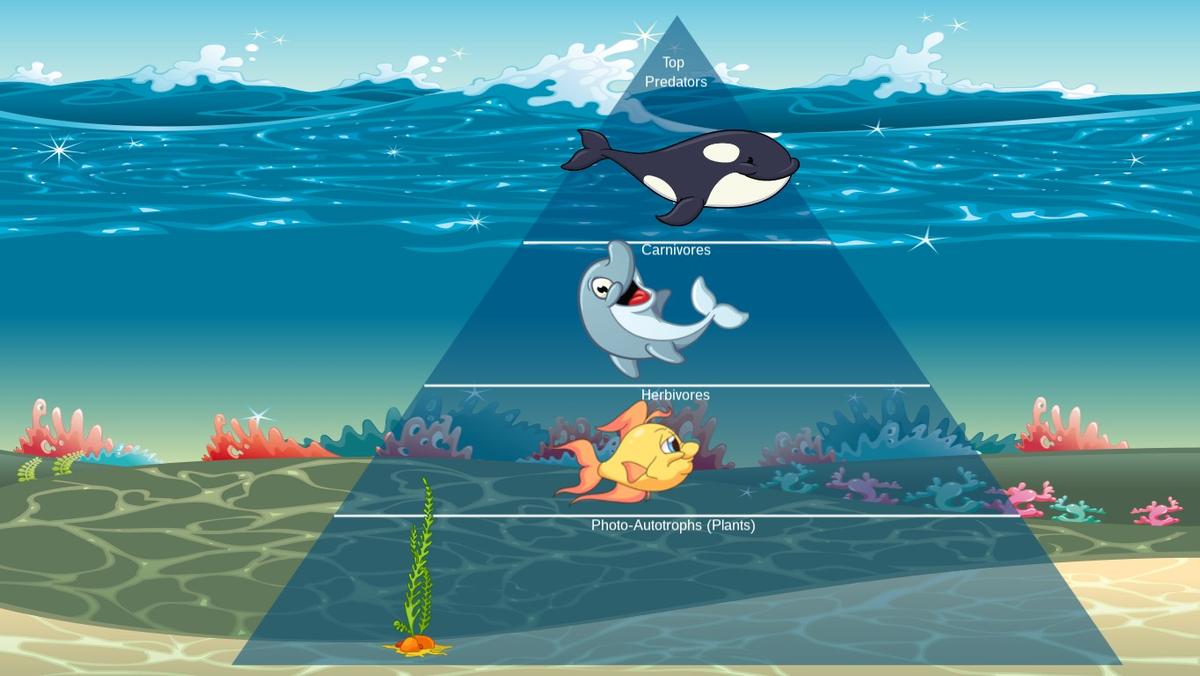 Ocean Ecological Pyramid