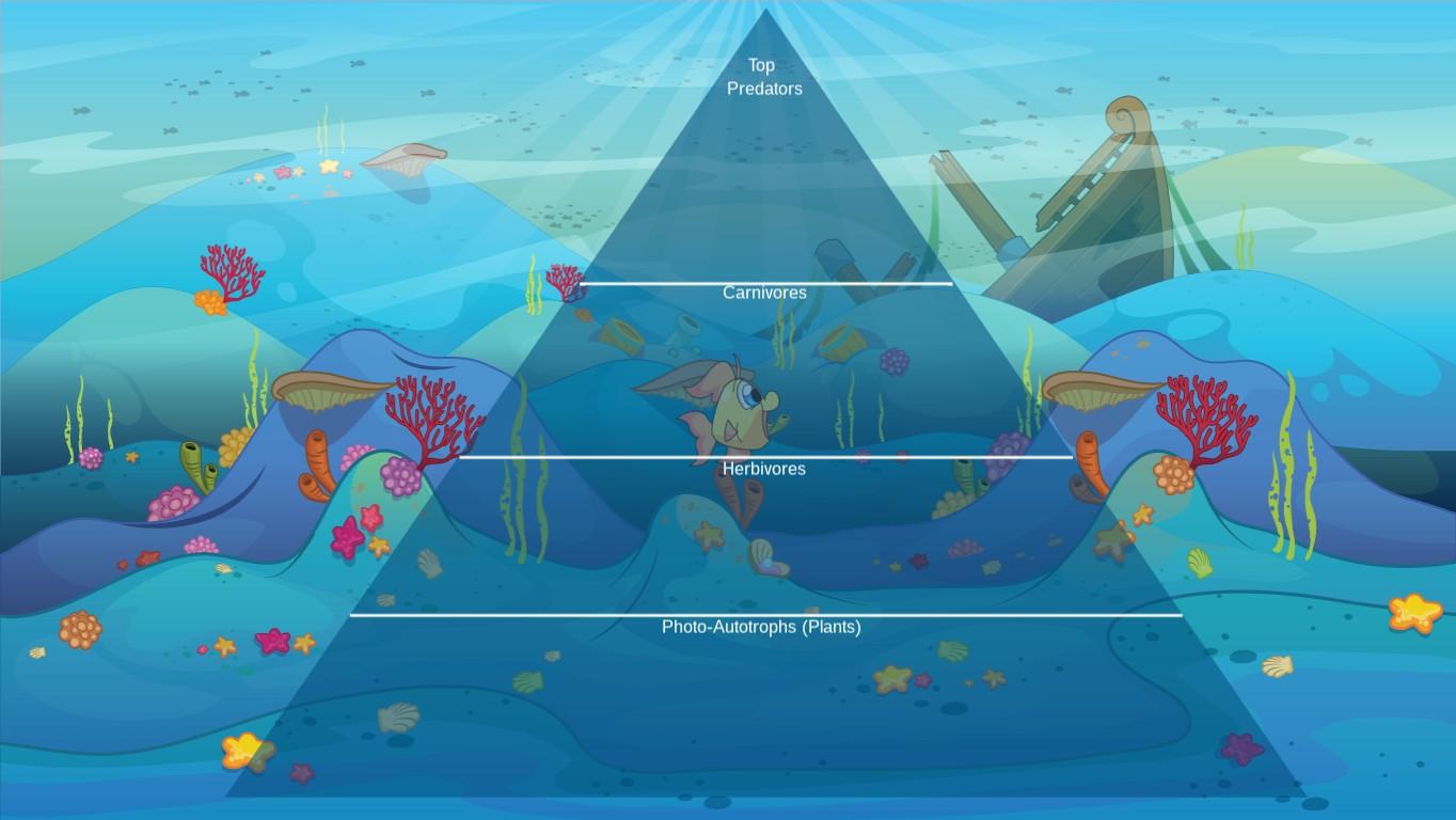 Ocean Ecological Pyramid