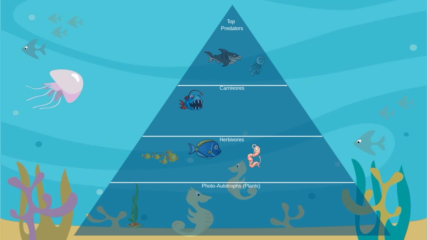 Ocean Ecological Pyramid