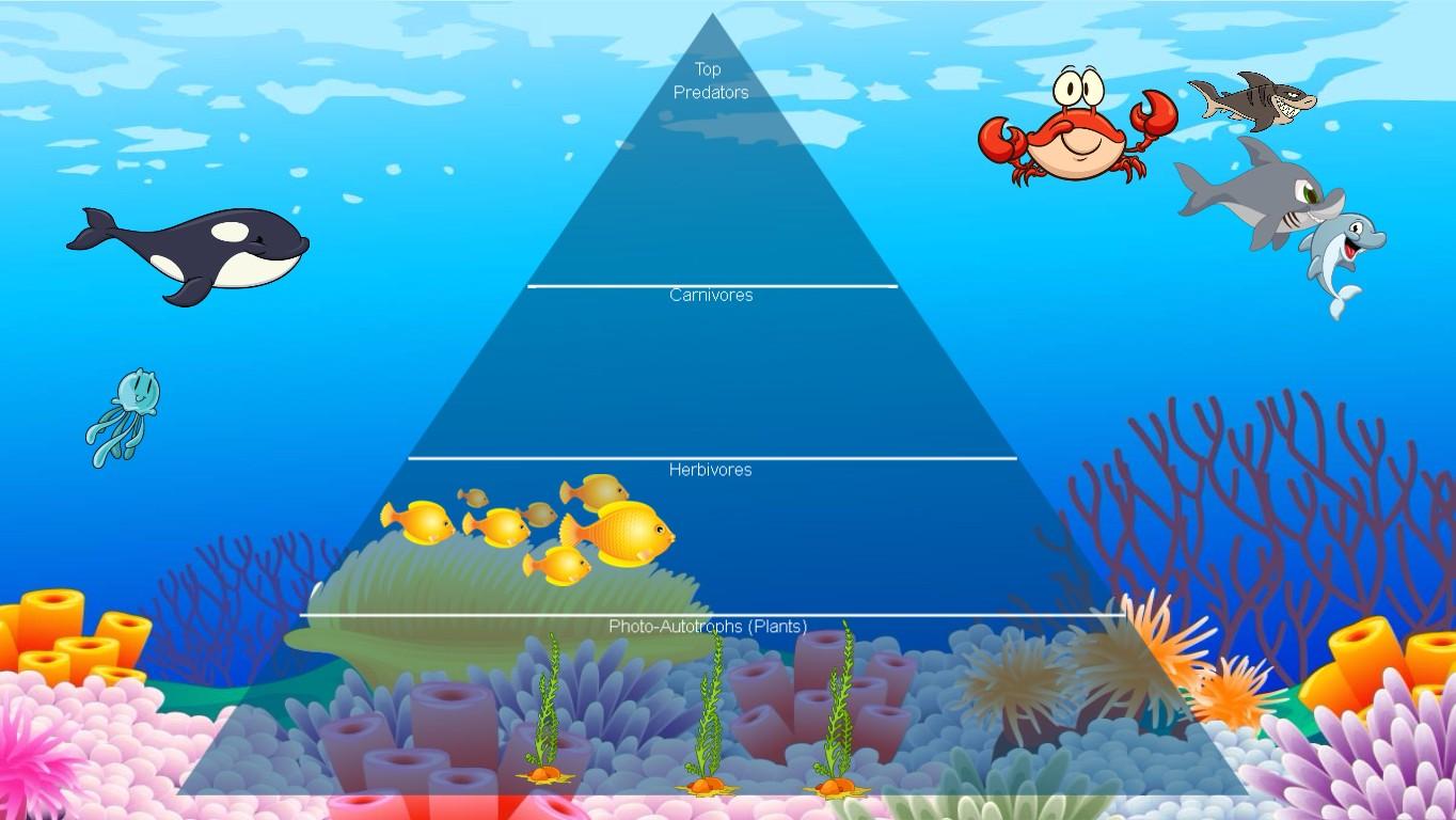 Ocean Ecological Pyramid