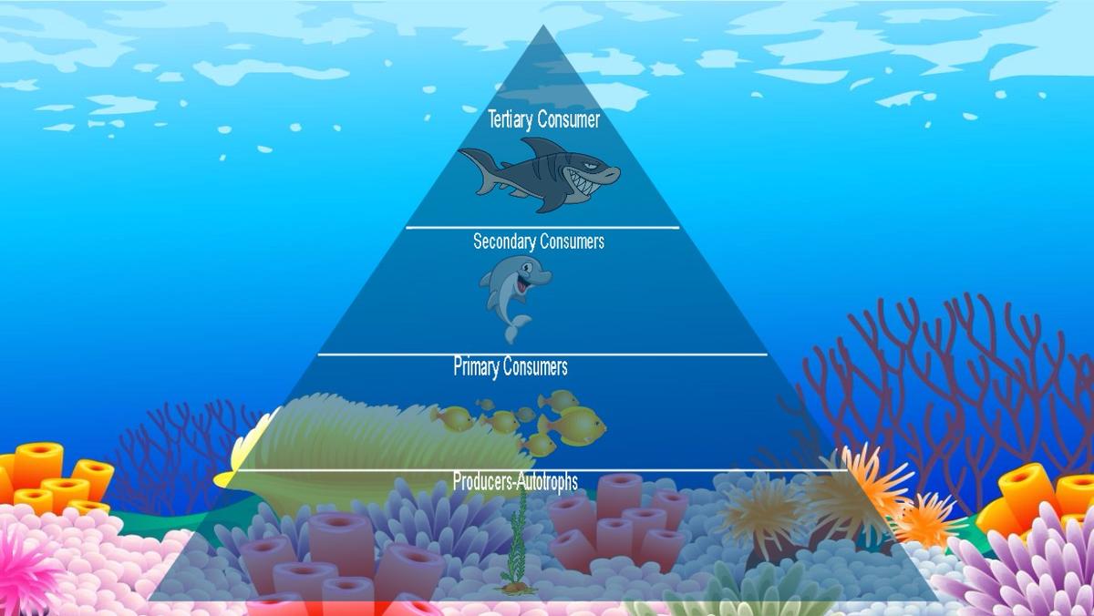 Ocean Ecological Pyramid