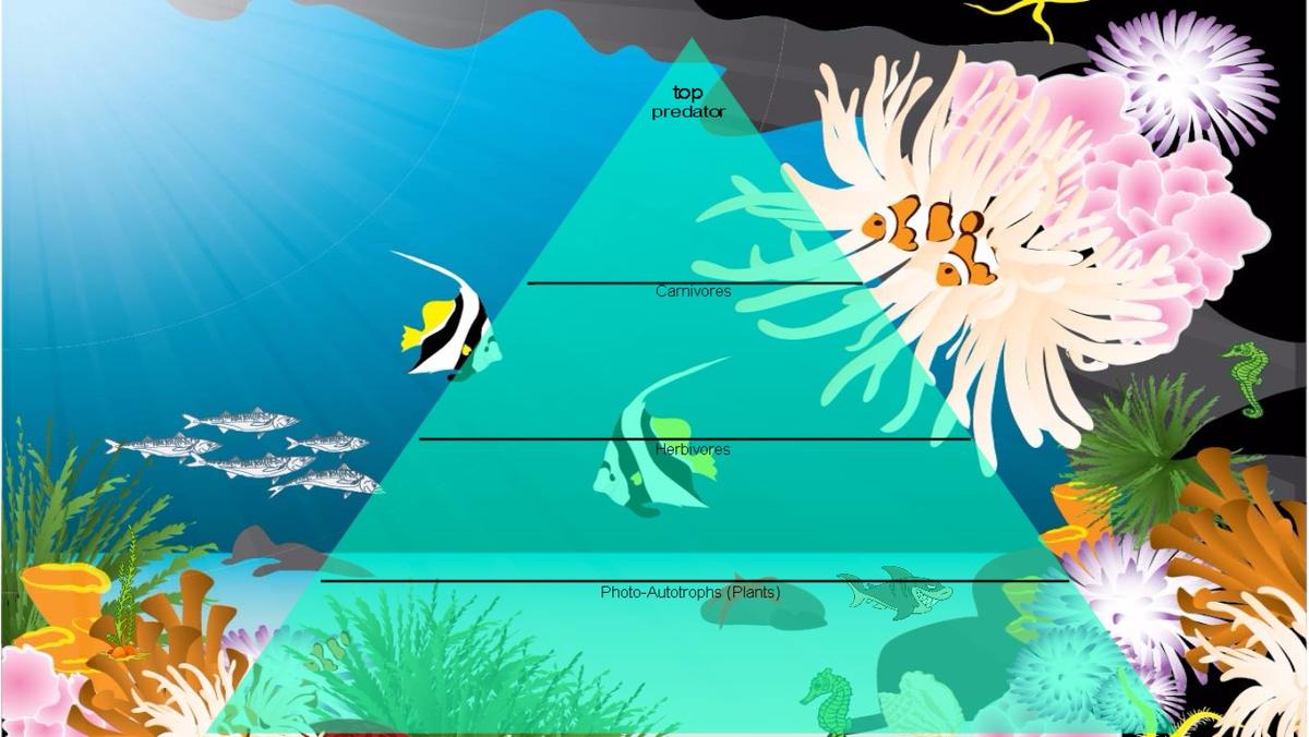 Ocean Ecological Pyramid