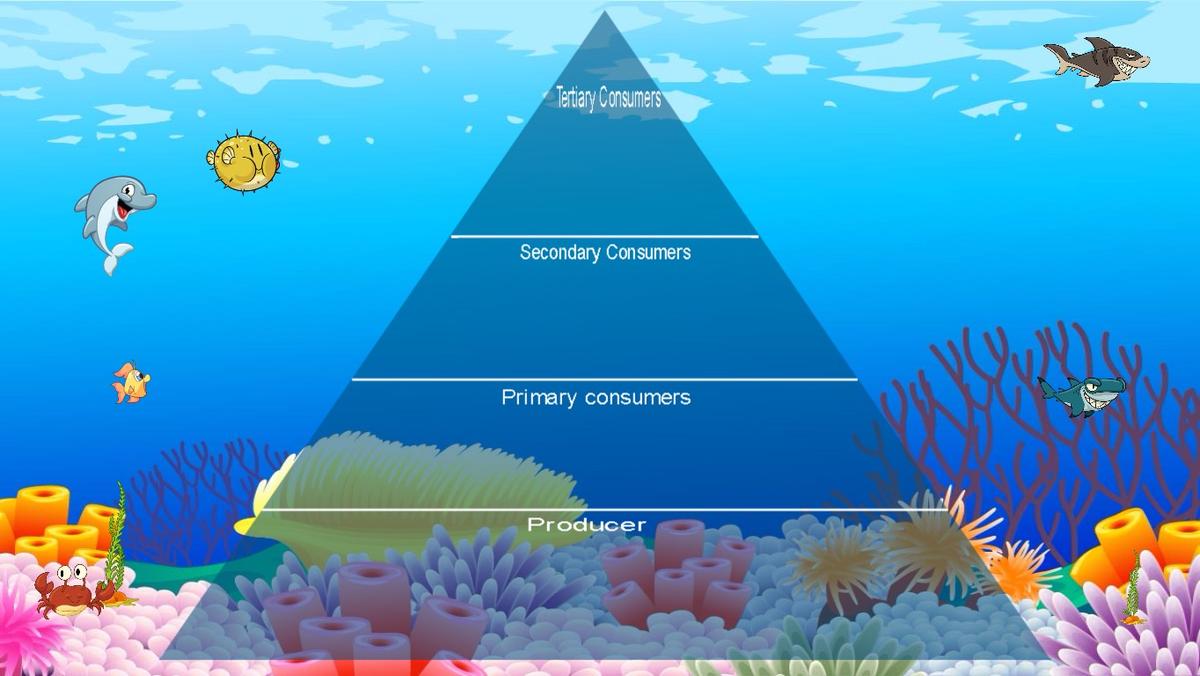 Ocean Ecological Pyramid