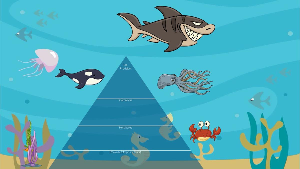 Ocean Ecological Pyramid