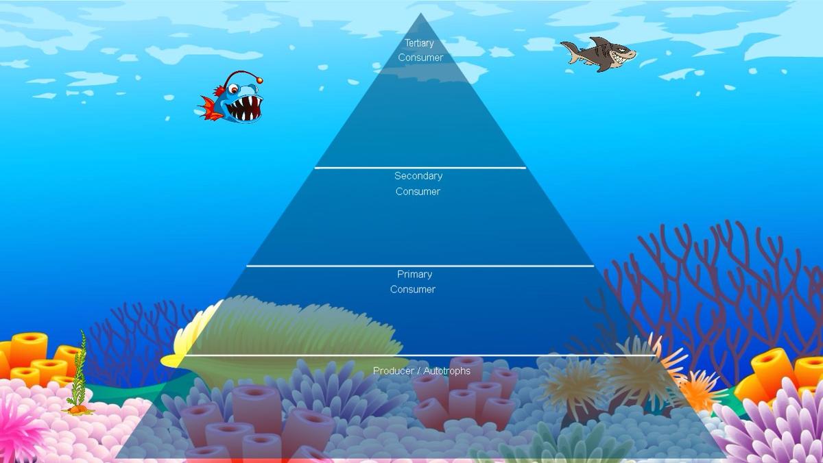 Ocean Ecological Pyramid