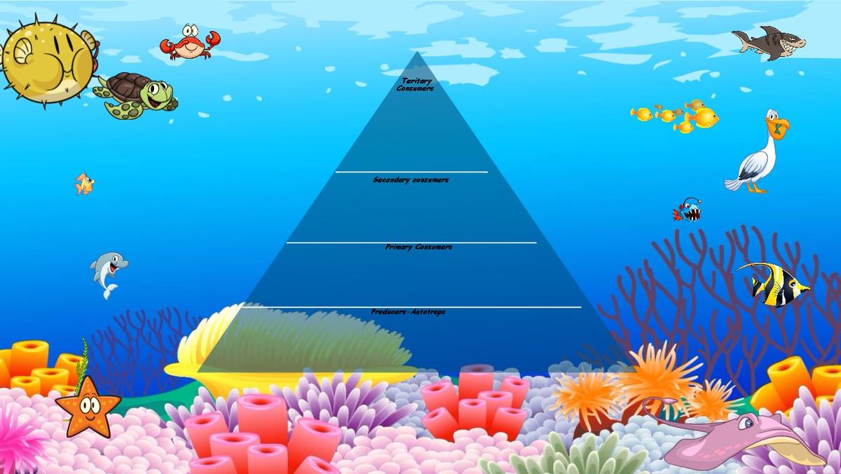 Ocean Ecological Pyramid