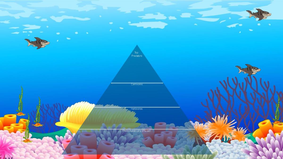 Ocean Ecological Pyramid