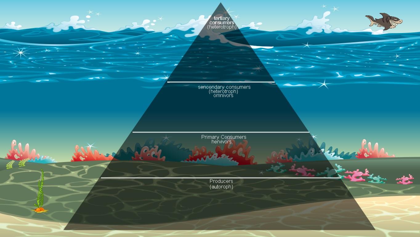 Ocean Ecological Pyramid