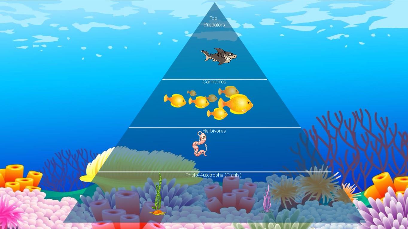 Ocean Ecological Pyramid