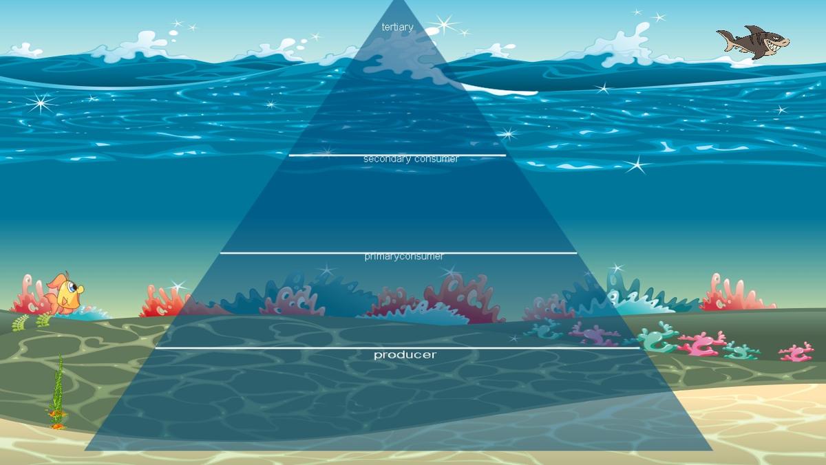 Ocean Ecological Pyramid