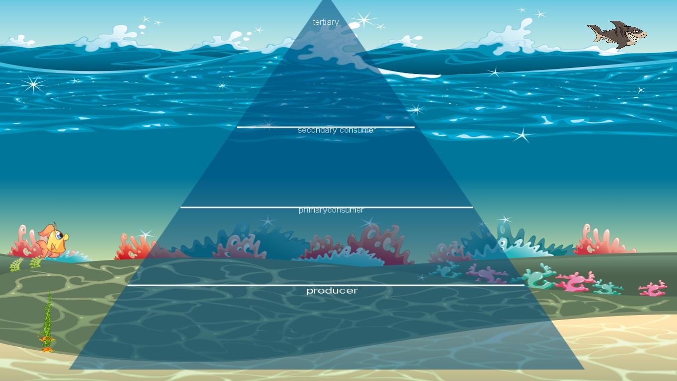 Ocean Ecological Pyramid