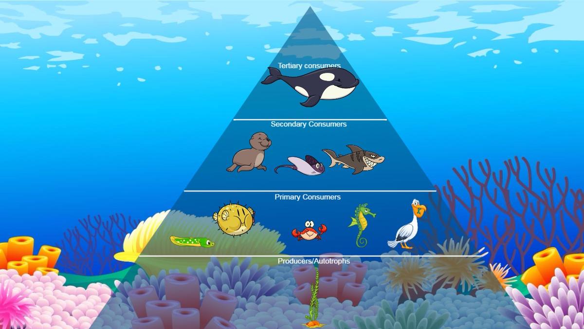 Ocean Ecological Pyramid