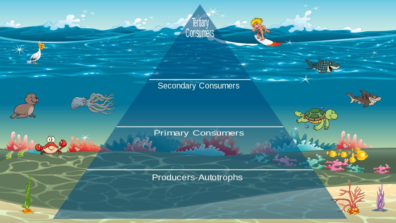 Ocean Ecological Pyramid