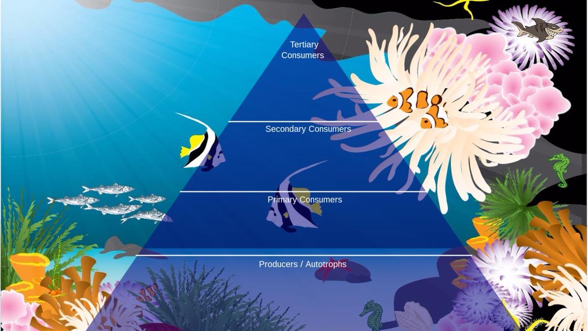 Ocean Ecological Pyramid