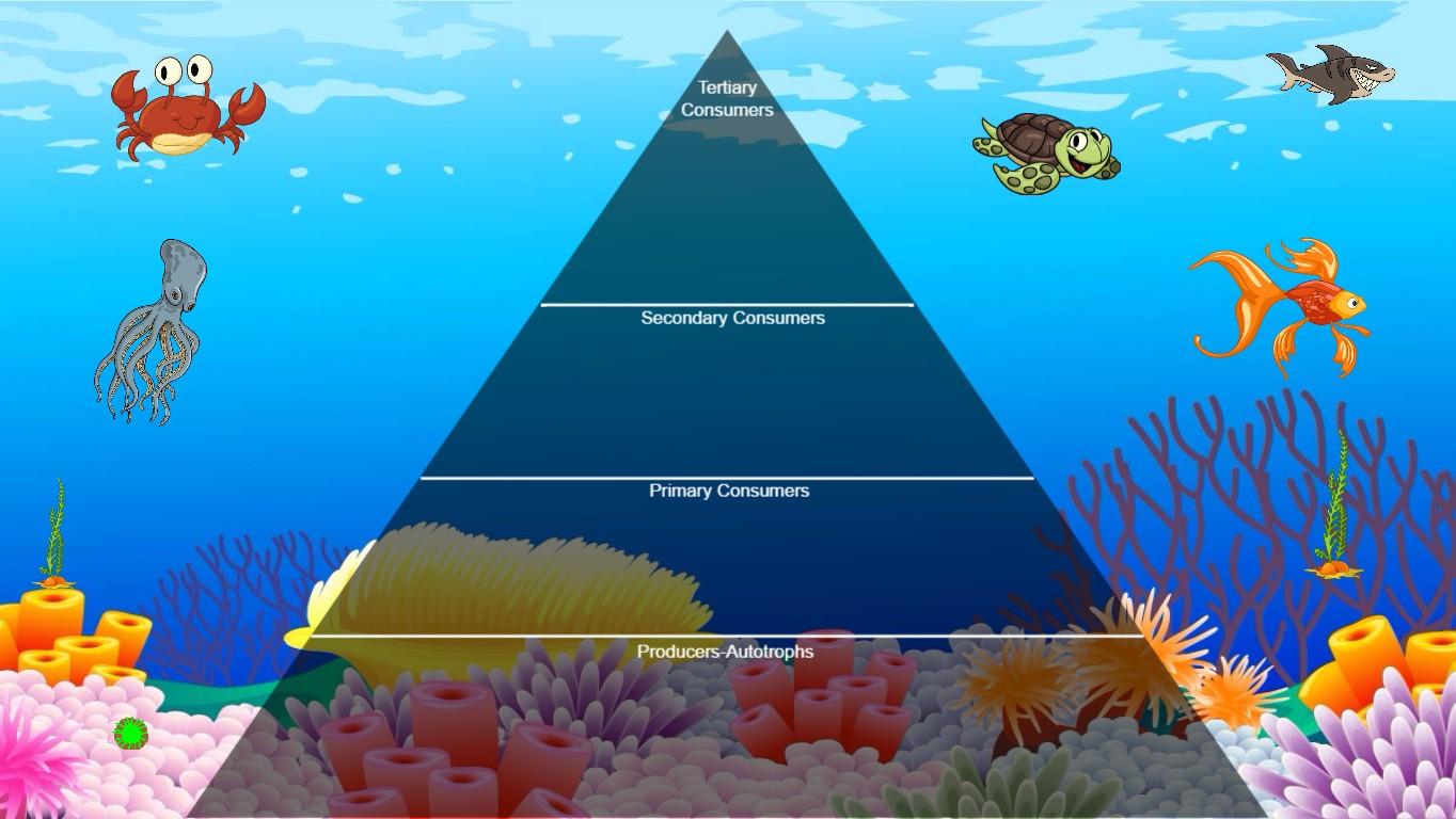 Ocean Ecological Pyramid