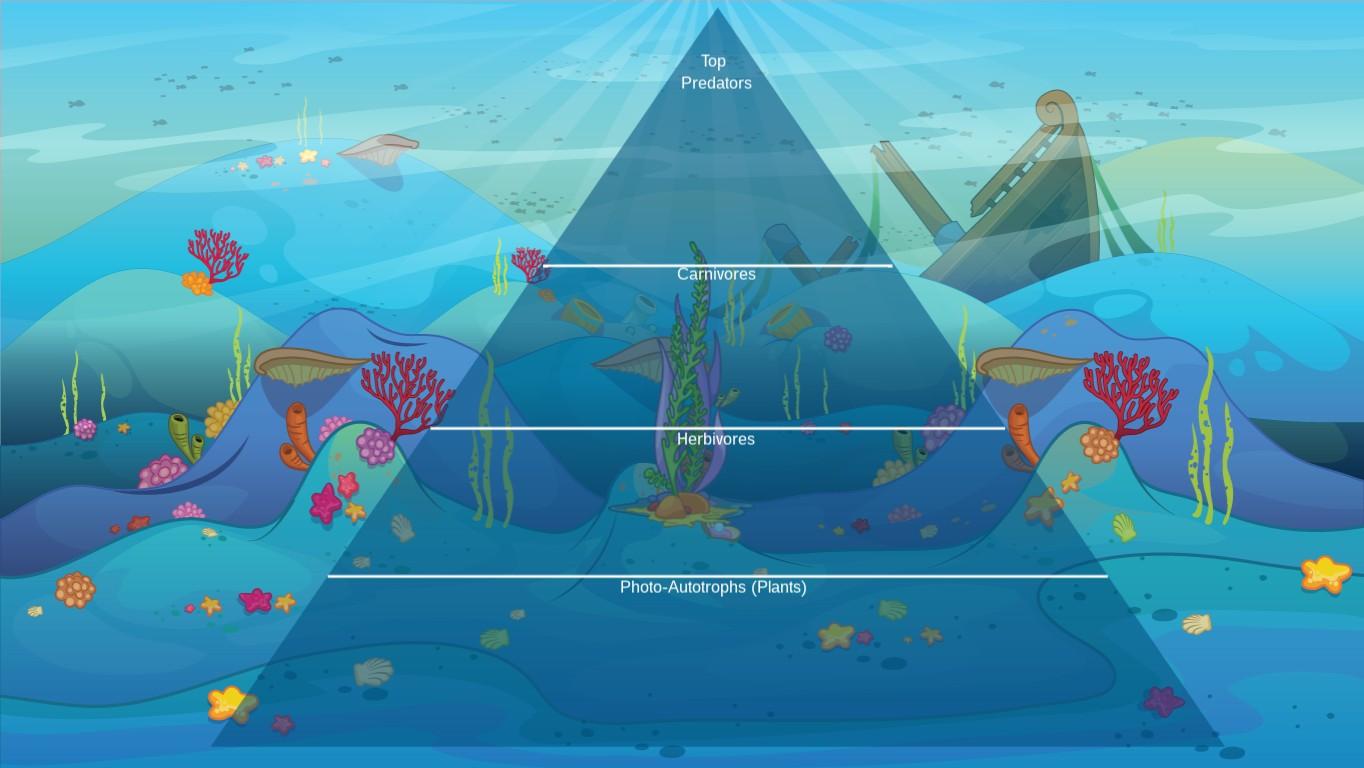 Ocean Ecological Pyramid