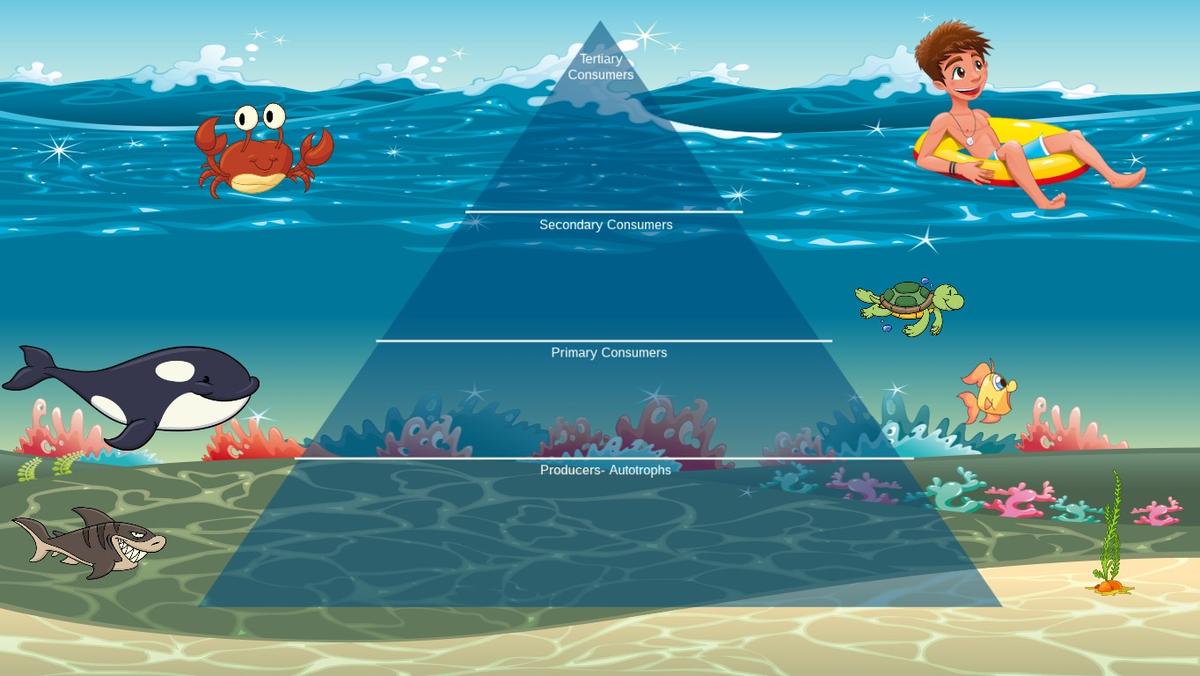 Ocean Ecological Pyramid