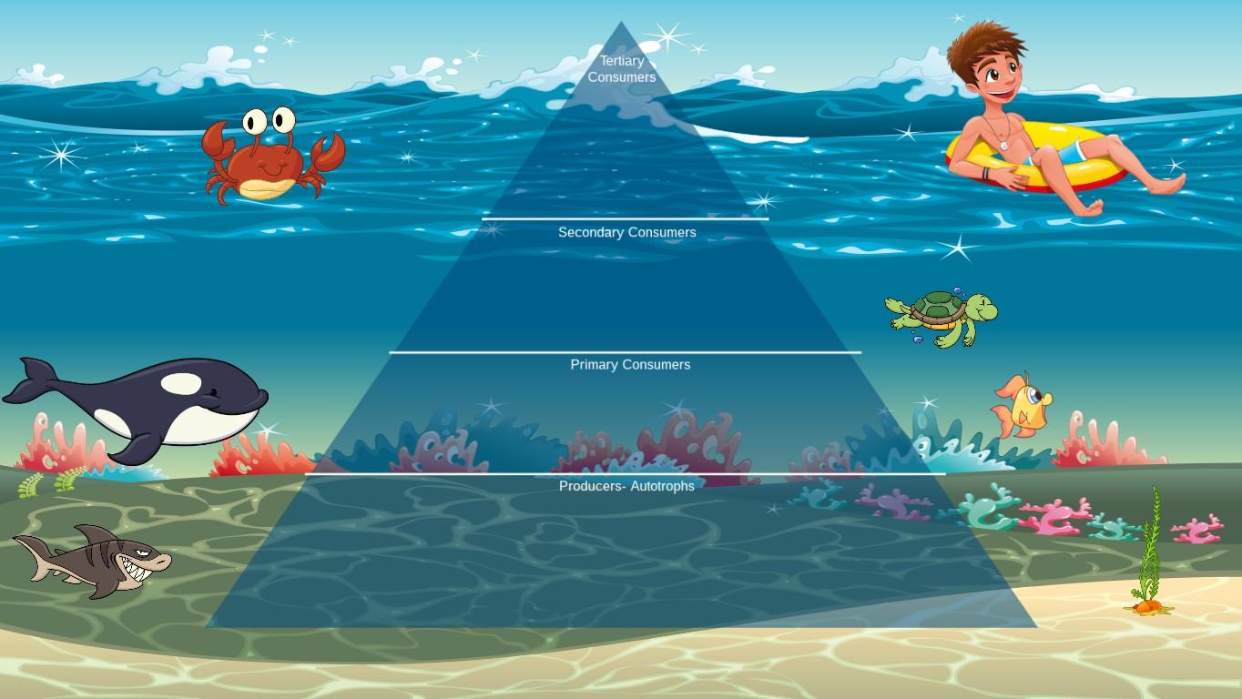 Ocean Ecological Pyramid