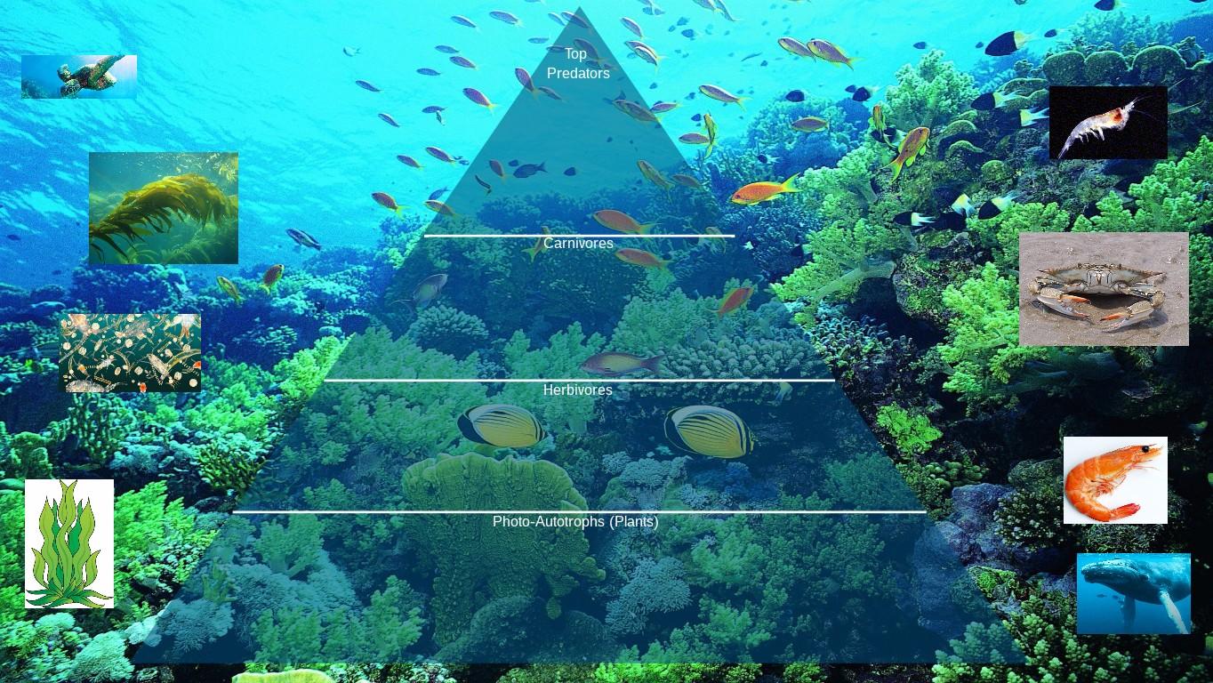 Ocean Ecological Pyramid