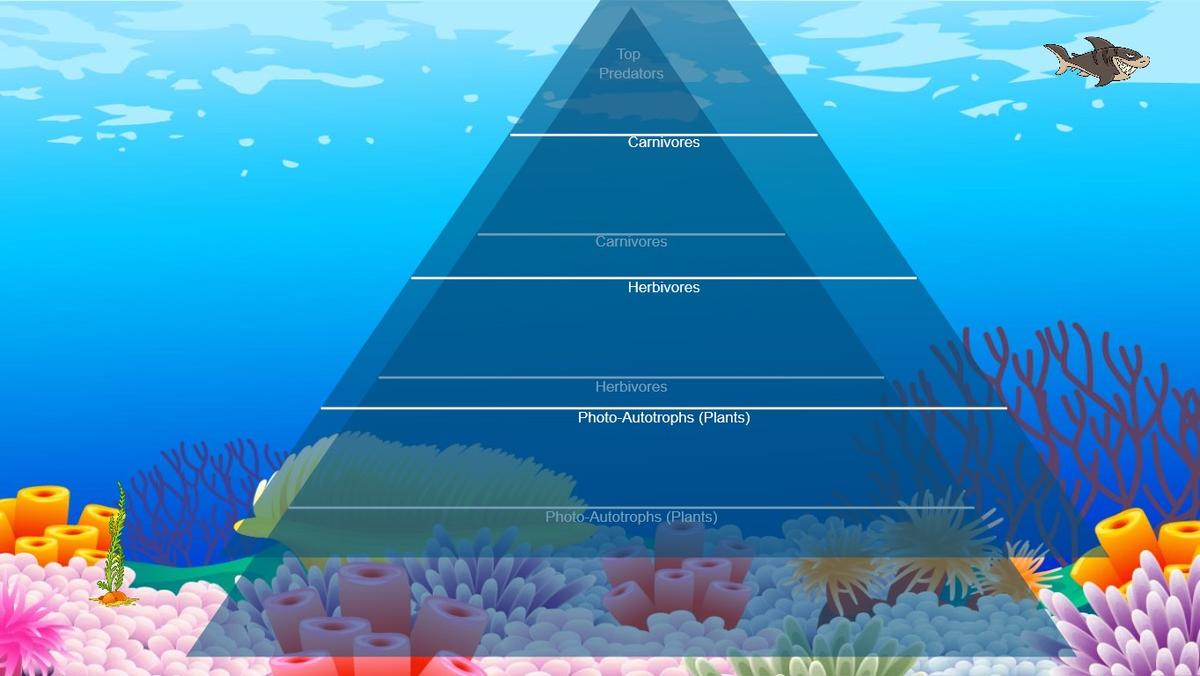 Ocean Ecological Pyramid