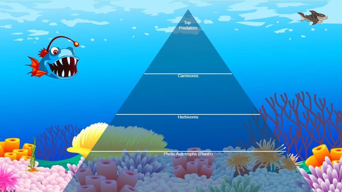 Ocean Ecological Pyramid