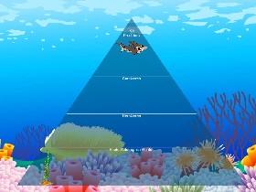 Ecological Pyramid 1