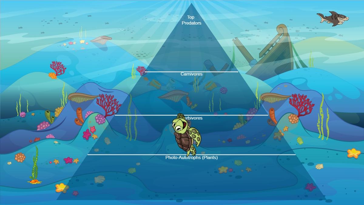 Ocean Ecological Pyramid