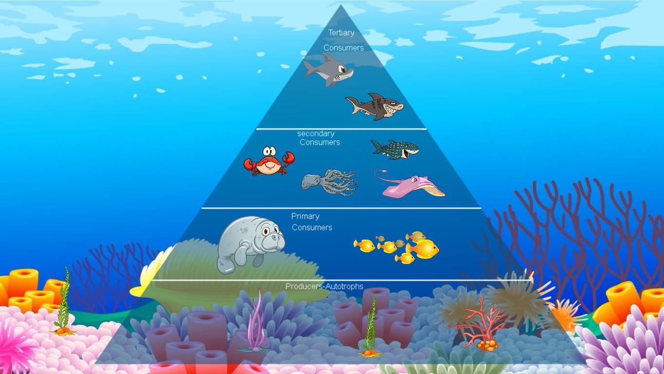 Ocean Ecological Pyramid