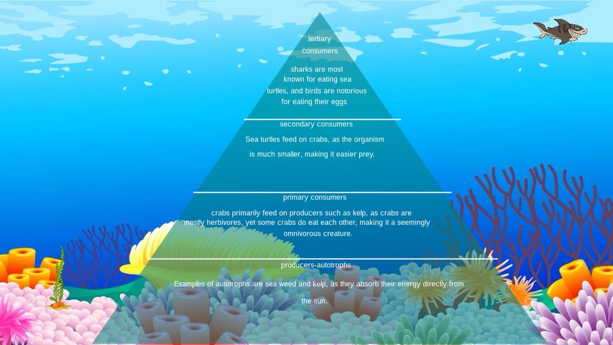 Ocean Ecological Pyramid