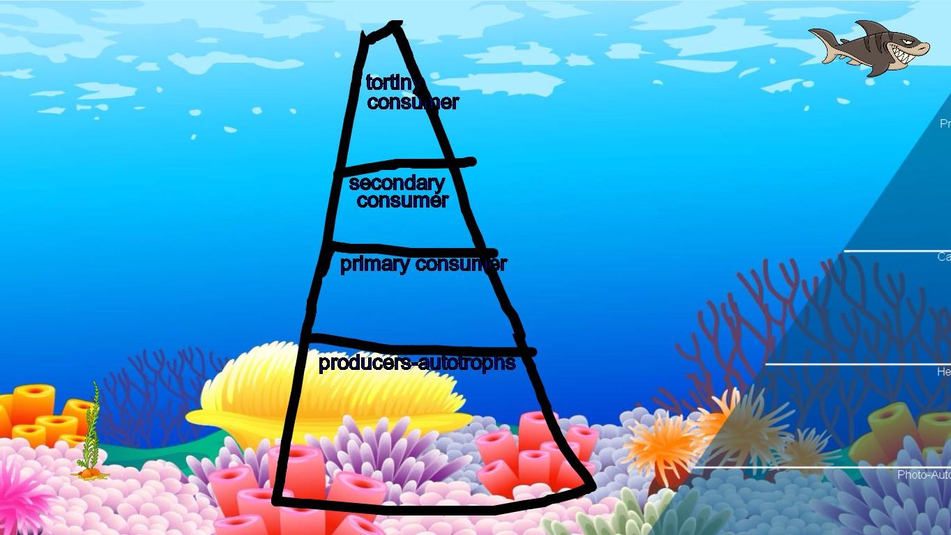 Ocean Ecological Pyramid