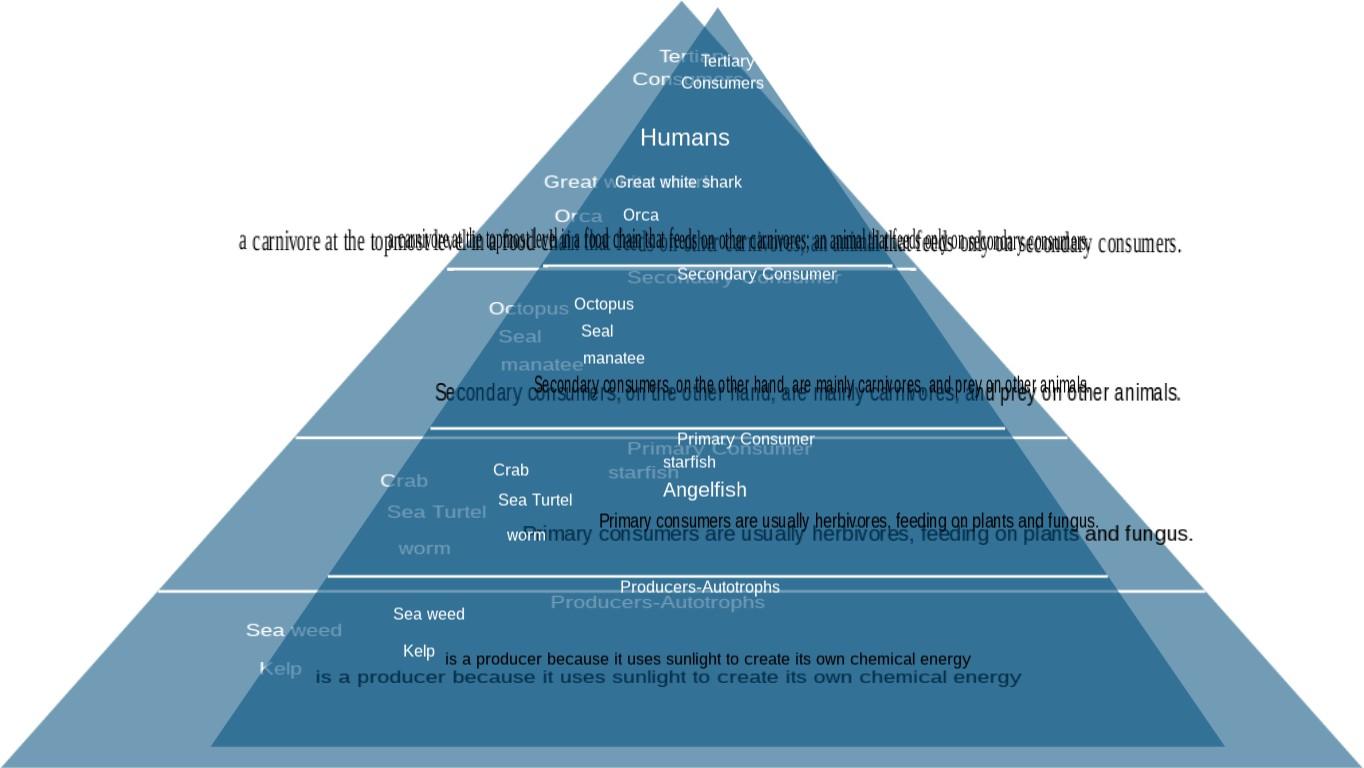 Ocean Ecological Pyramid