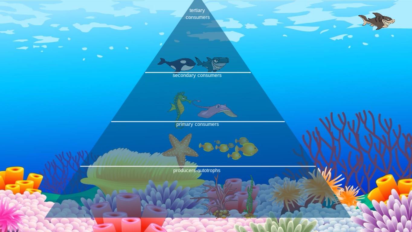 Ocean Ecological Pyramid