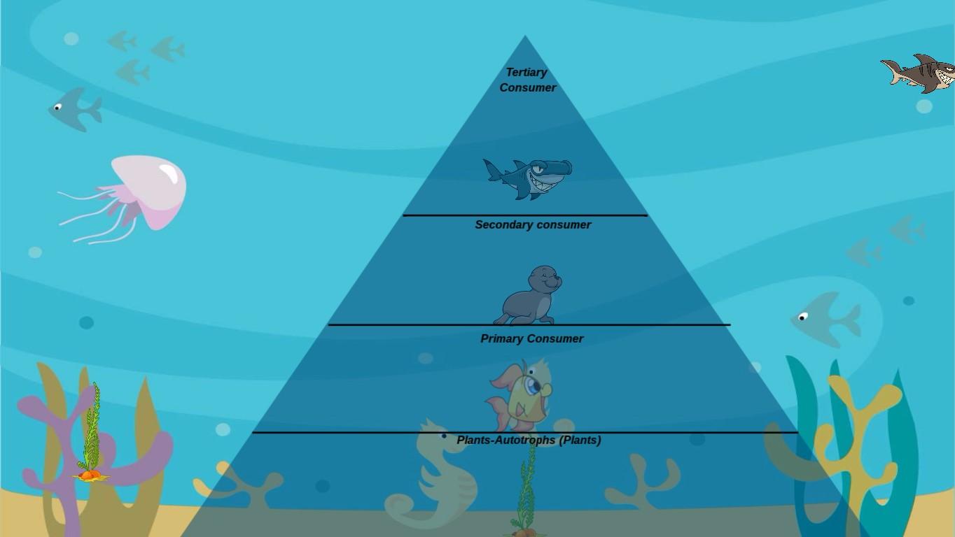 Ocean Ecological Pyramid