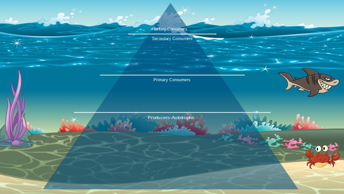 Ocean Ecological Pyramid