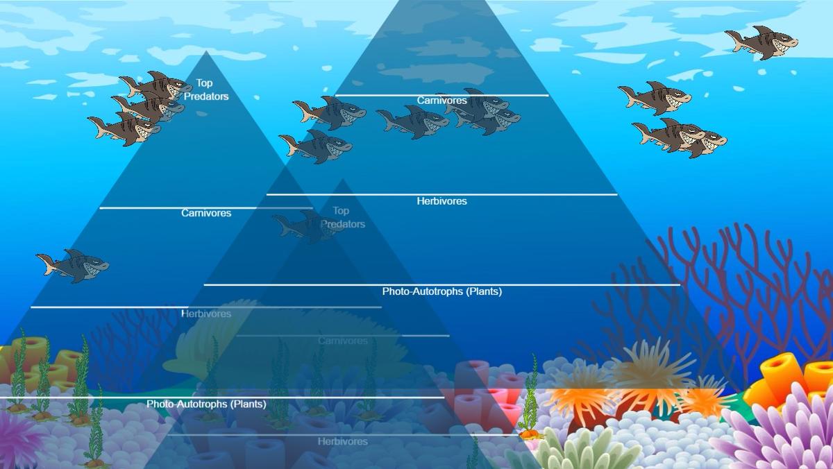 Ocean Ecological Pyramid