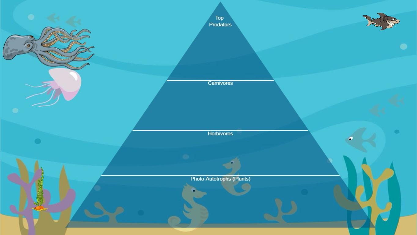 Ocean Ecological Pyramid