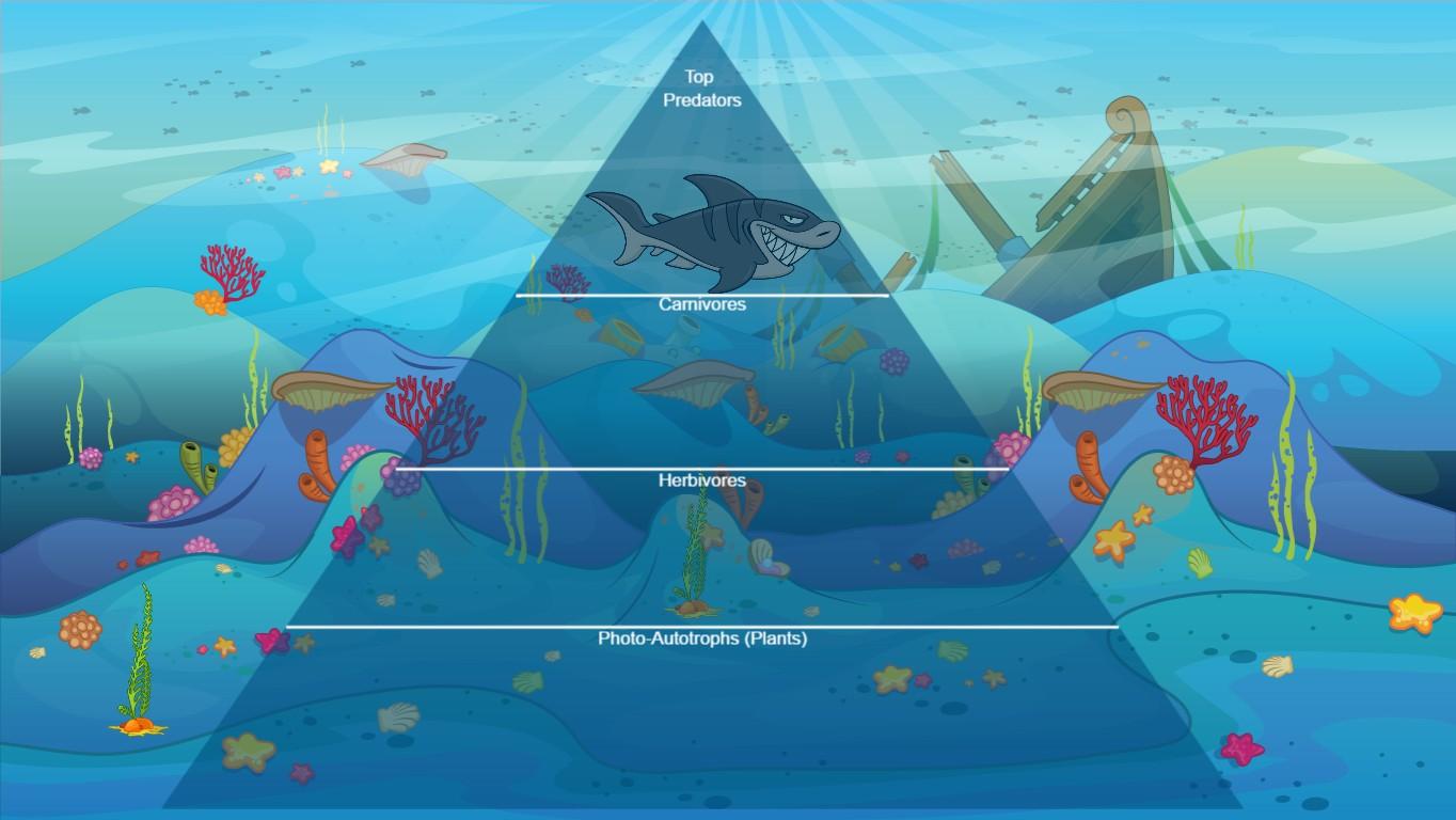 Ocean Ecological Pyramid