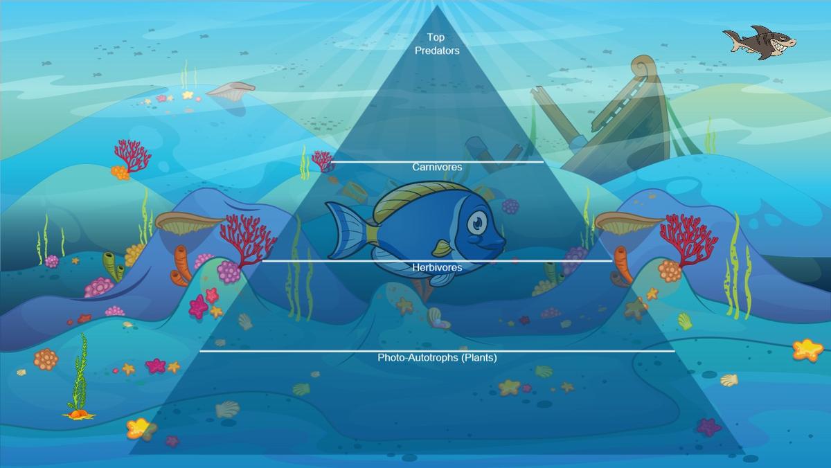 Ocean Ecological Pyramid