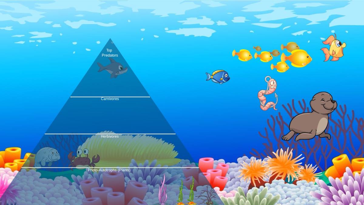 Ocean Ecological Pyramid