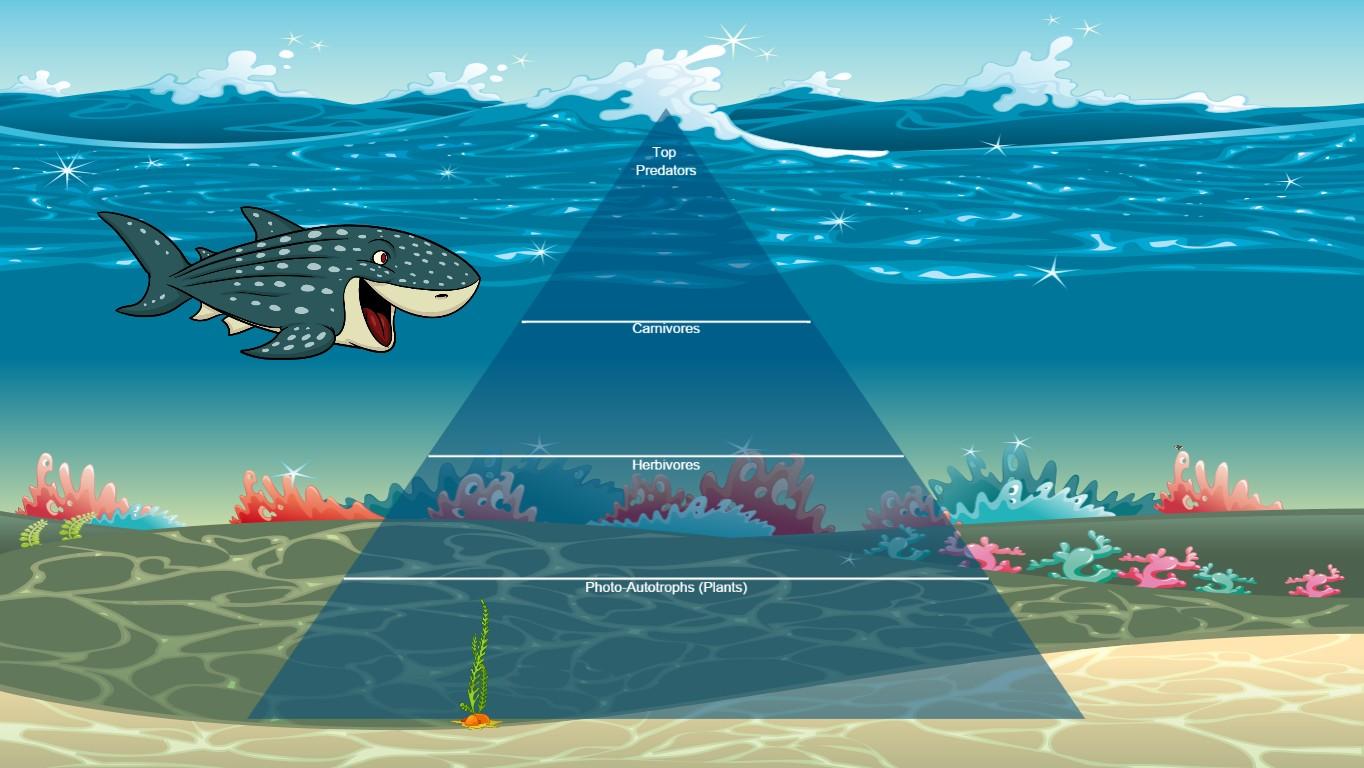 Ocean Ecological Pyramid