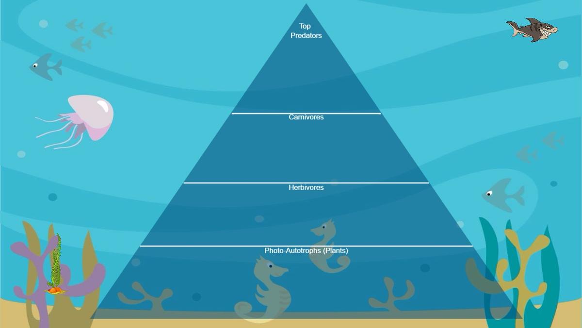 Ocean Ecological Pyramid