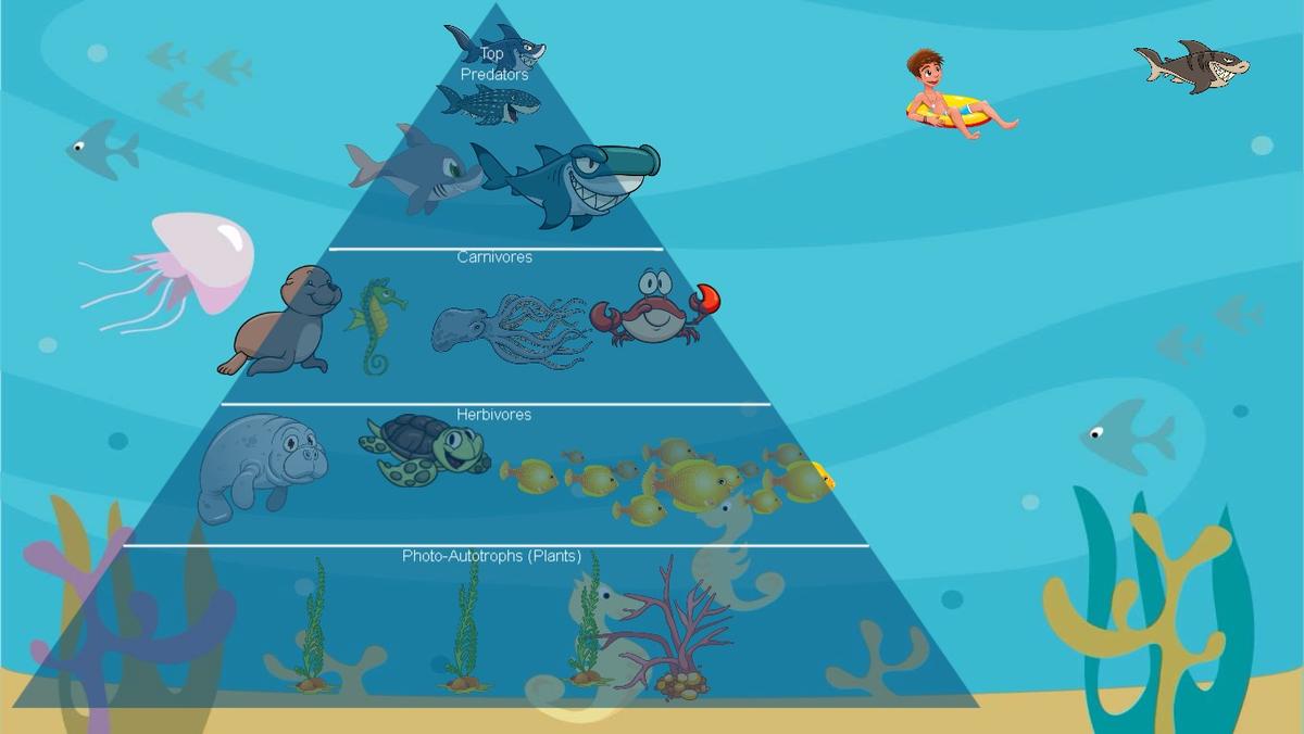 Ocean Ecological Pyramid