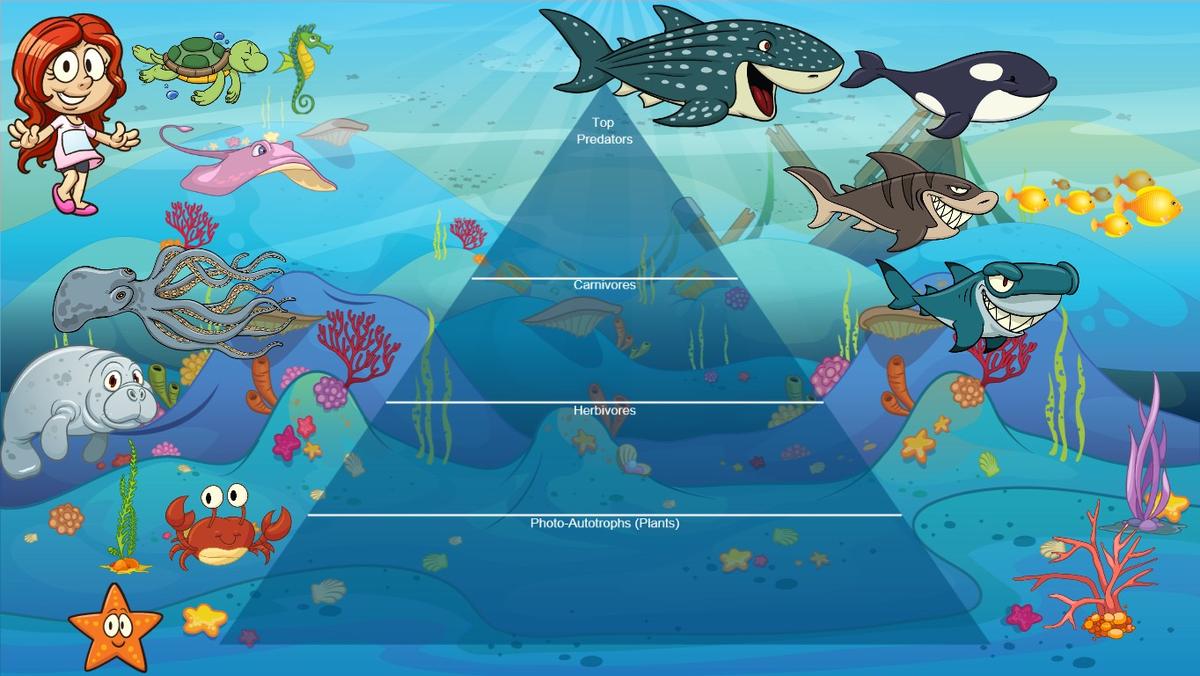 Ocean Ecological Pyramid