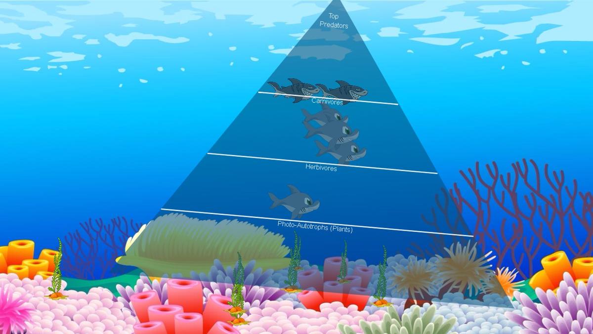 Ocean Ecological Pyramid