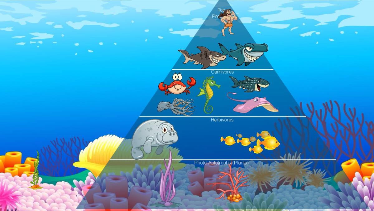 Ocean Ecological Pyramid