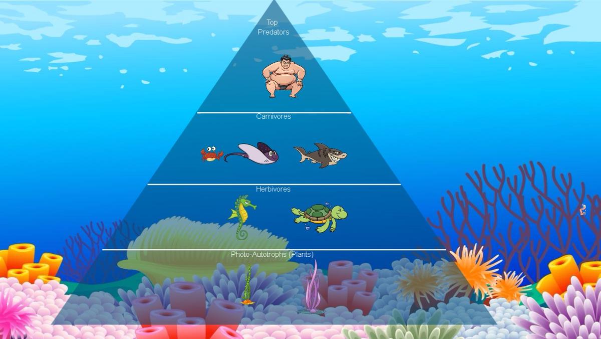 Ocean Ecological Pyramid