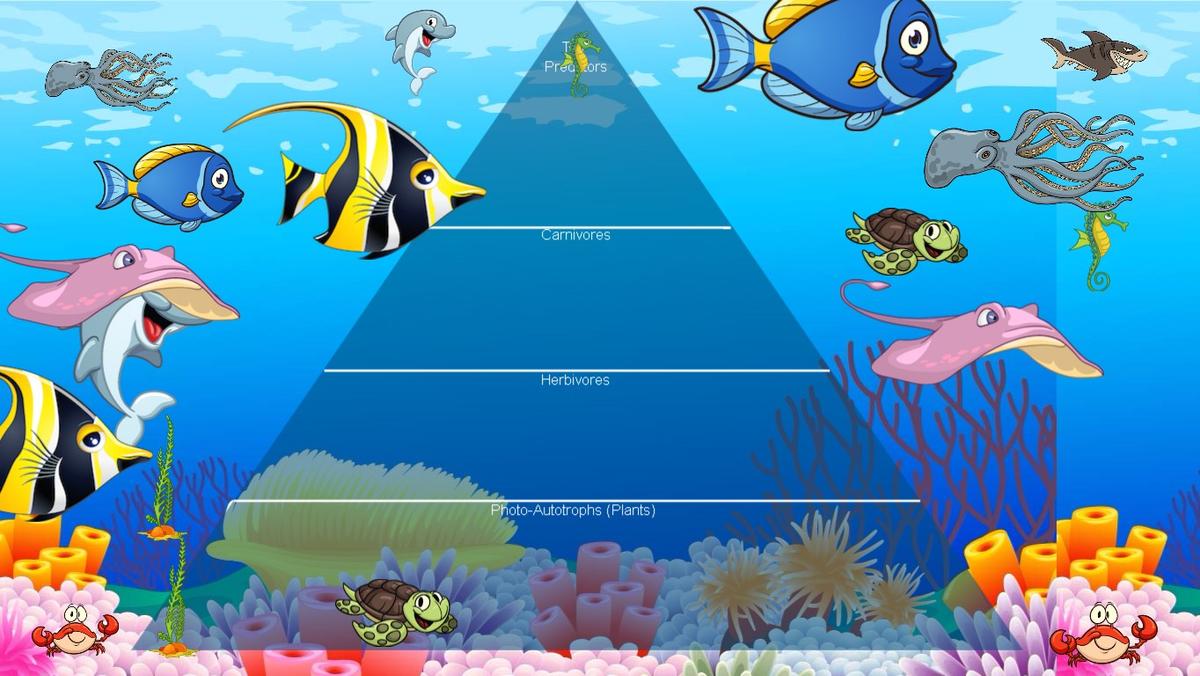 Ocean Ecological Pyramid